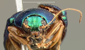 Media type: image; Entomology 17325   Aspect: head frontal view